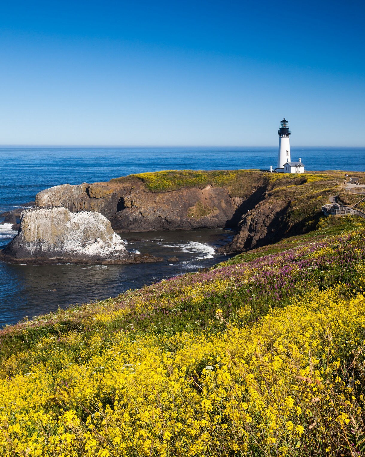 View of Yaquina Head Lighthouse standing on a rocky point above deep blue ocean, with bright yellow wildflowers covering the hillside in the foreground.