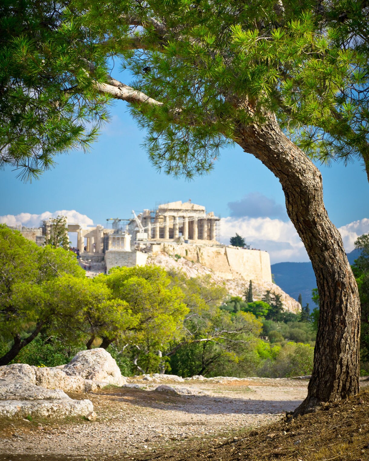 View of the Parthenon atop the Acropolis in Athens framed by a tall pine tree and surrounded by greenery under a bright blue sky.
