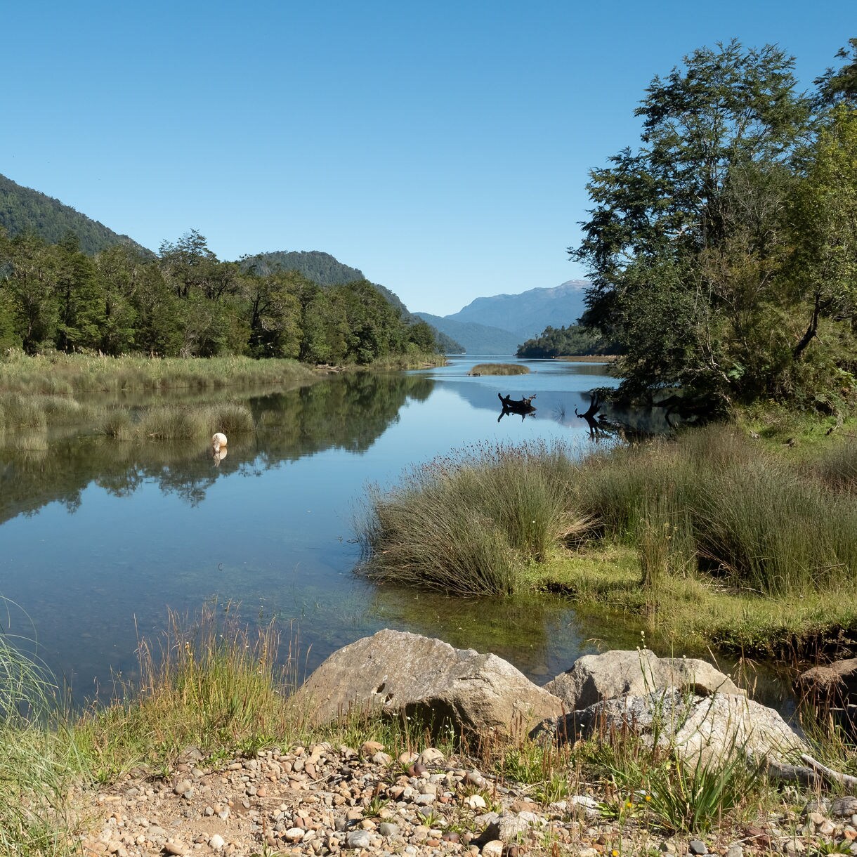 Still inlet surrounded by tall grasses and dense green forest with distant blue mountains reflected in the water.