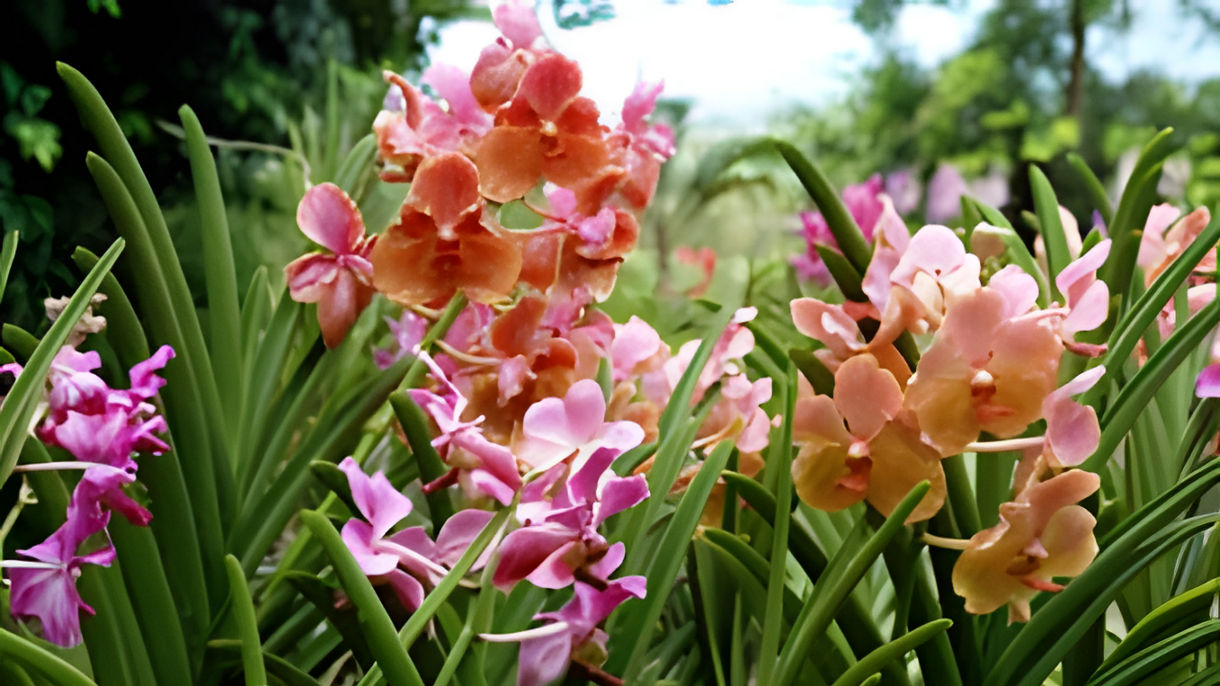 Best of Barbados: Sunbury Plantation, Tropical Garden & Scenic Drive