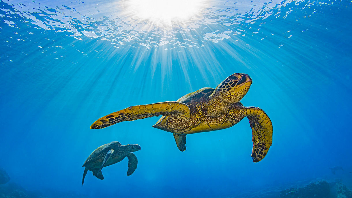 Turtle Encounter, Snorkel, Beach & Scenic Cruise