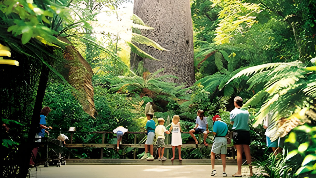 Glow Worm Cave & Puketi Kauri Forest