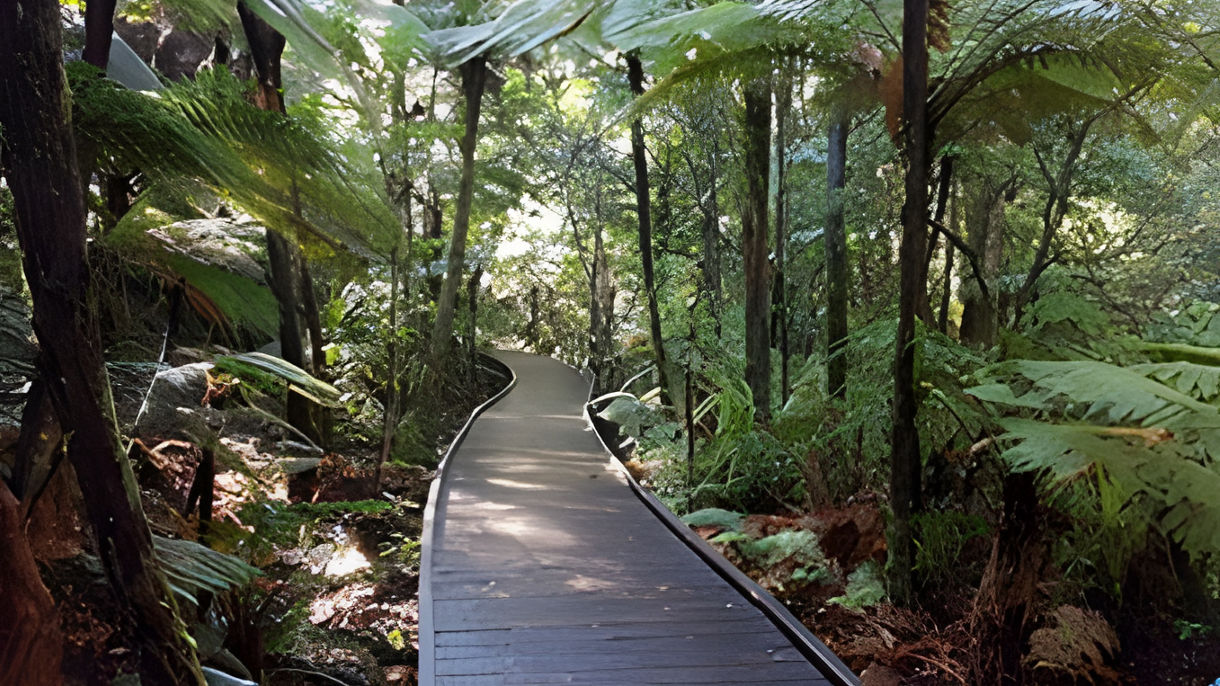 Puketi Forest Nature Walk