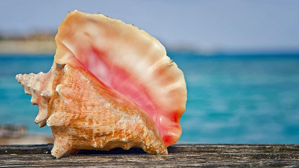 Eco Conch Cruise