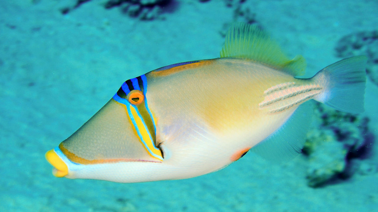 Bottom Reef Fishing