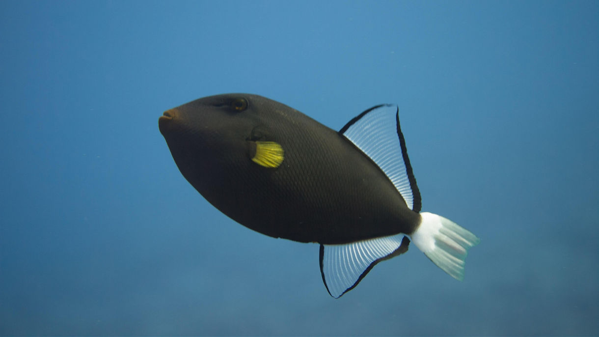 Bottom Reef Fishing