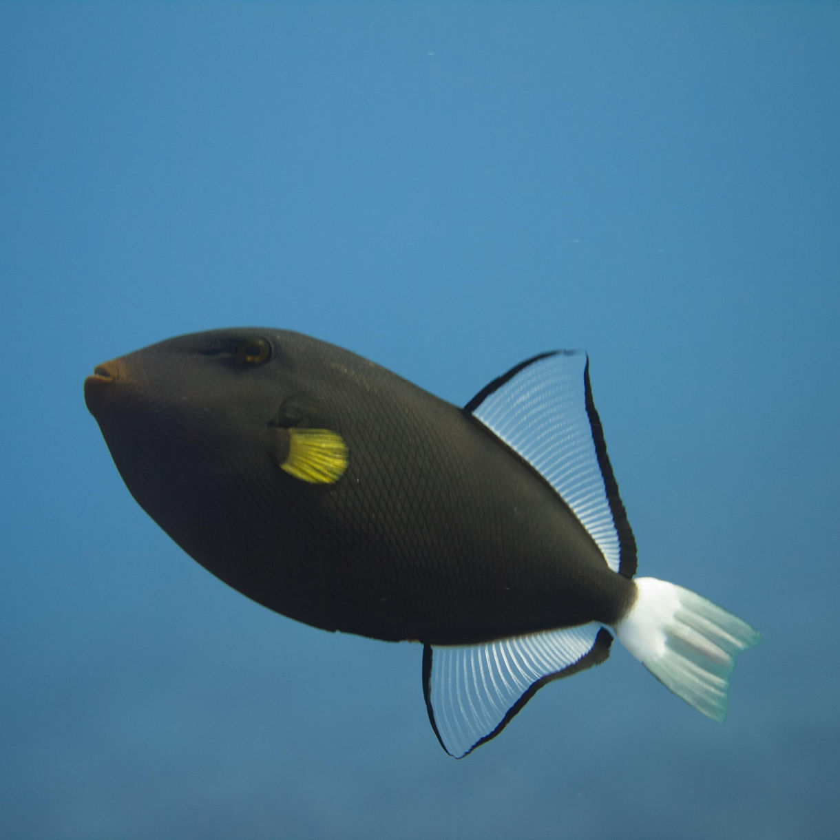 Bottom Reef Fishing