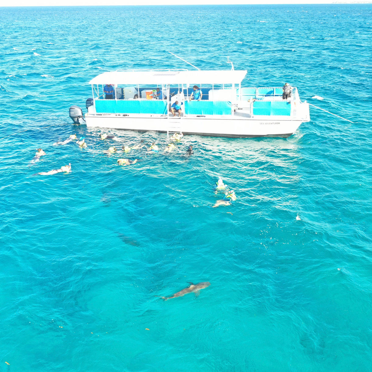 Reef Shark Snorkeling Adventure & Glass Bottom Boat