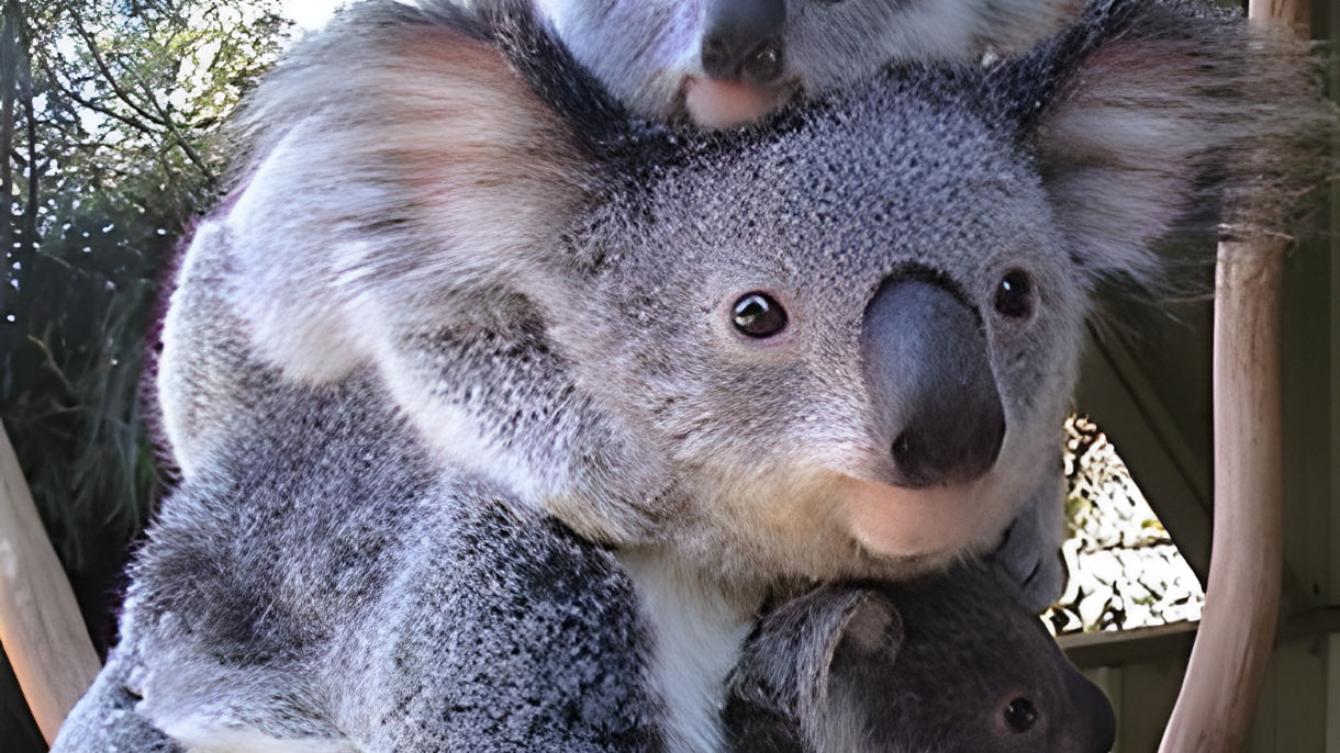 Lone Pine Koala Sanctuary