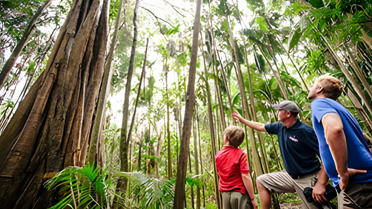 Elite Collection- Mount Tamborine Rainforest Adventure