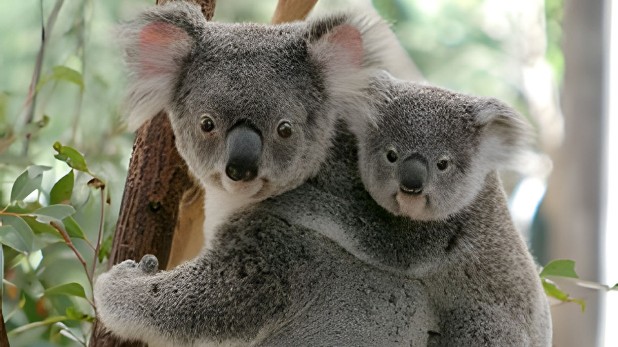Brisbane Sights & Lone Pine Koala Sanctuary Debark Tour