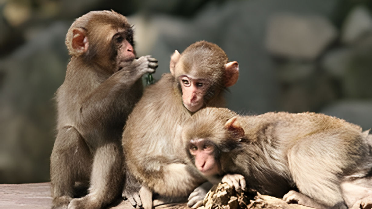 Mt. Takasaki Monkey Park & Boiling Hell Hot Springs