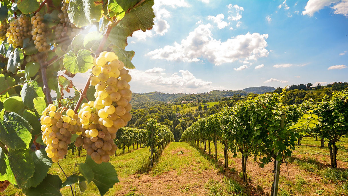 Wine Heritage of Montenegro
