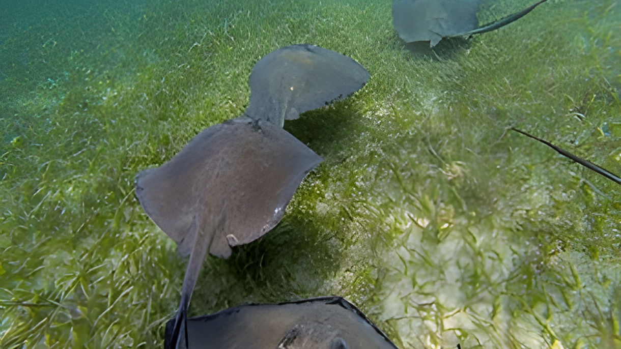 Caye Caulker Shark & Ray Encounter
