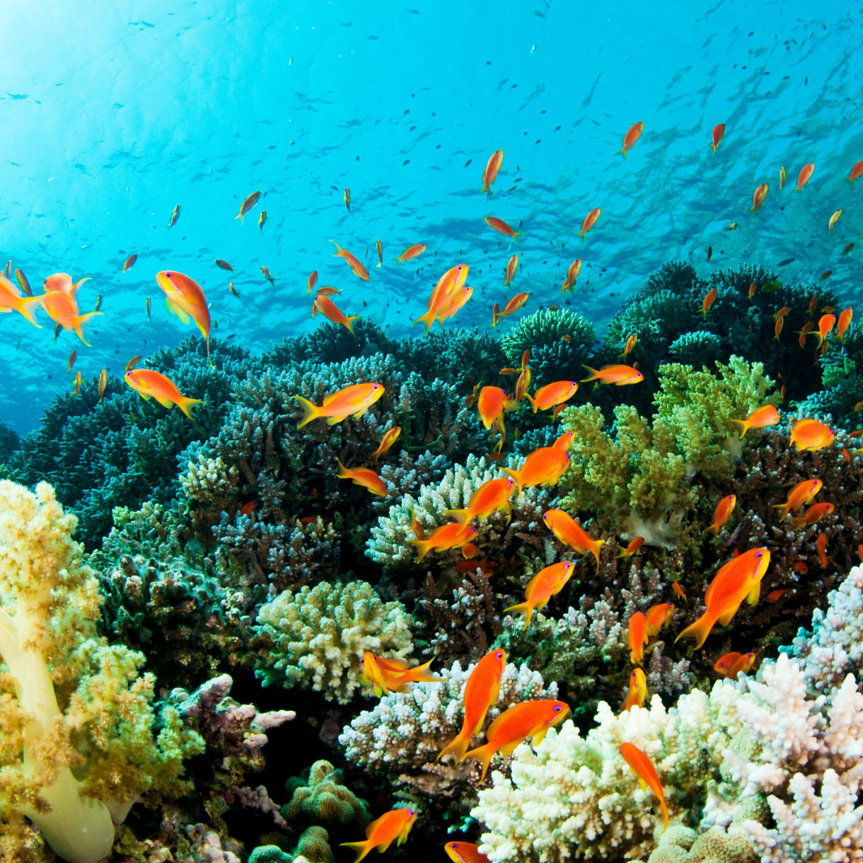 School of small orange fish swimming over colorful coral formations in clear turquoise water at a Bahamas reef.