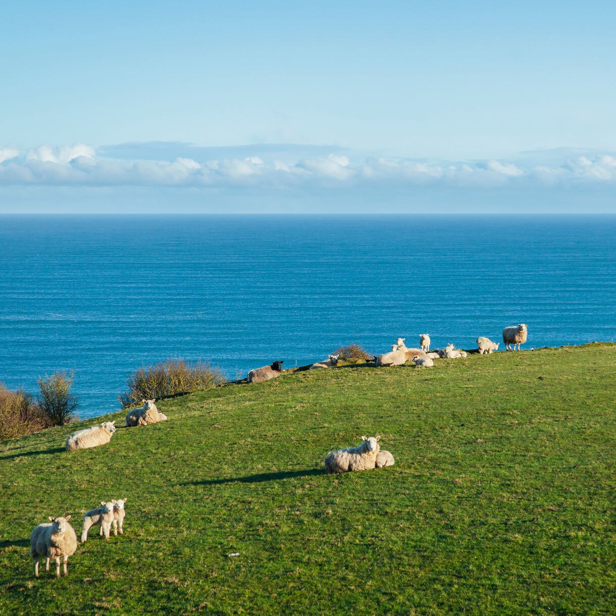 Sheep resting and grazing on a grassy cliffside overlooking the ocean near Ballintoy Harbour in Northern Ireland.