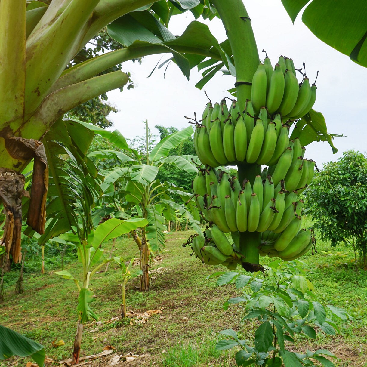 Close-up of a banana tree with large clusters of unripe bananas in a verdant plantation.