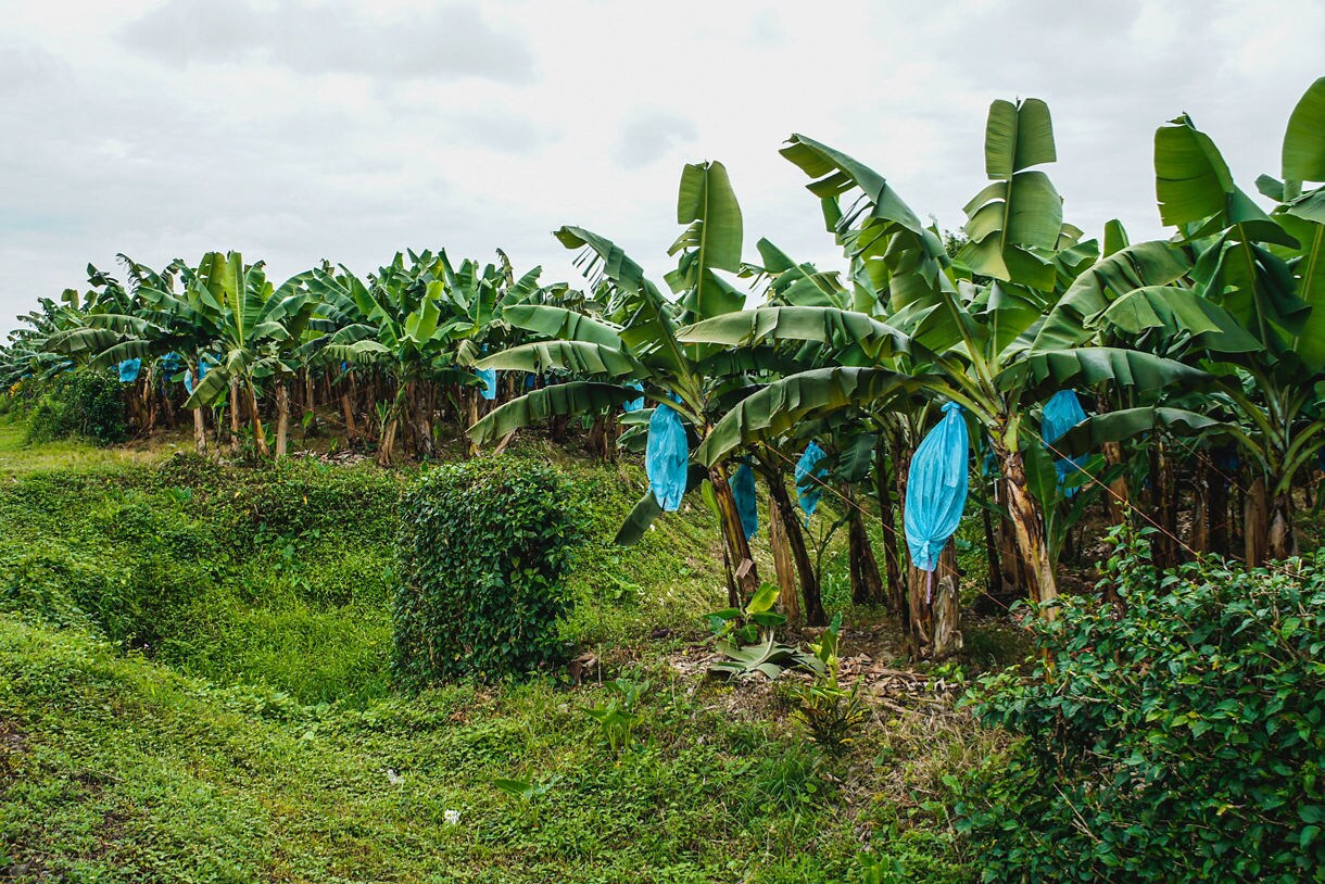 Banana plantation with green trees and blue plastic bags covering banana bunches to protect the fruit.
