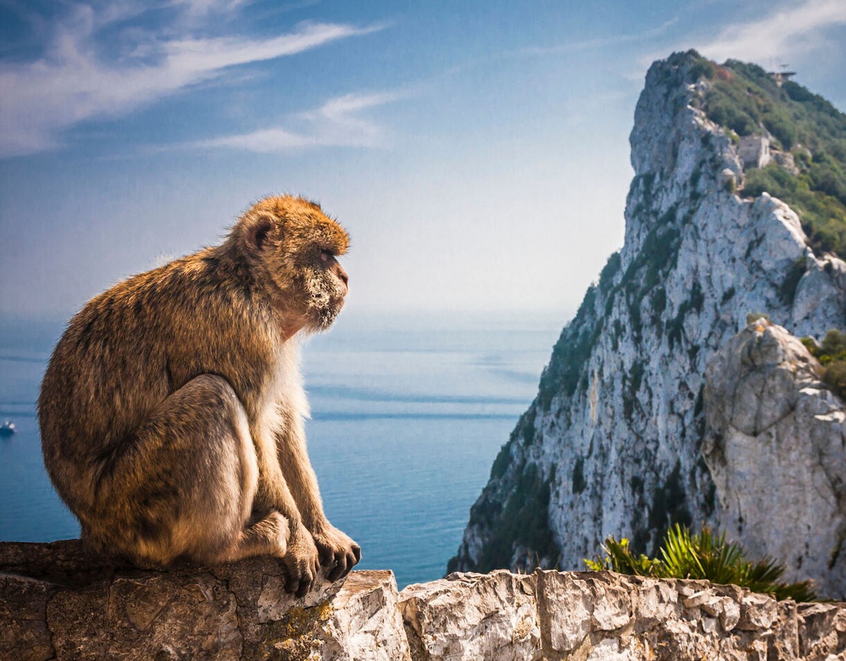 A Barbary macaque sitting on a stone wall overlooking the Rock of Gibraltar and the sea on a clear, sunny day.