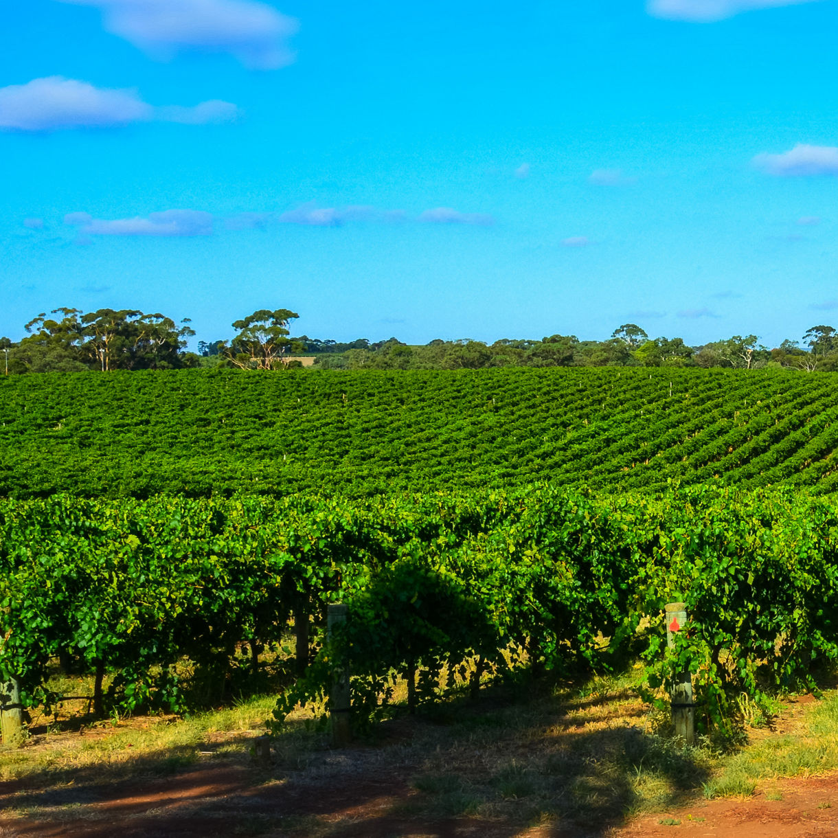 Rows of lush grapevines in Barossa Valley vineyard under a clear blue sky with hills in the distance.