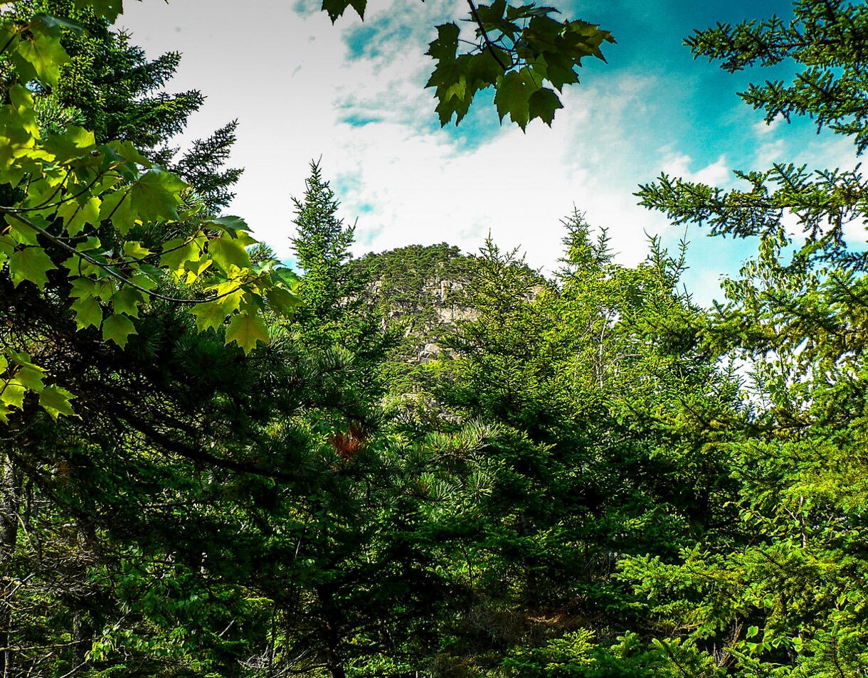 View of Beehive Mountain partially hidden behind dense evergreens and bright green maple leaves under a vivid blue sky.