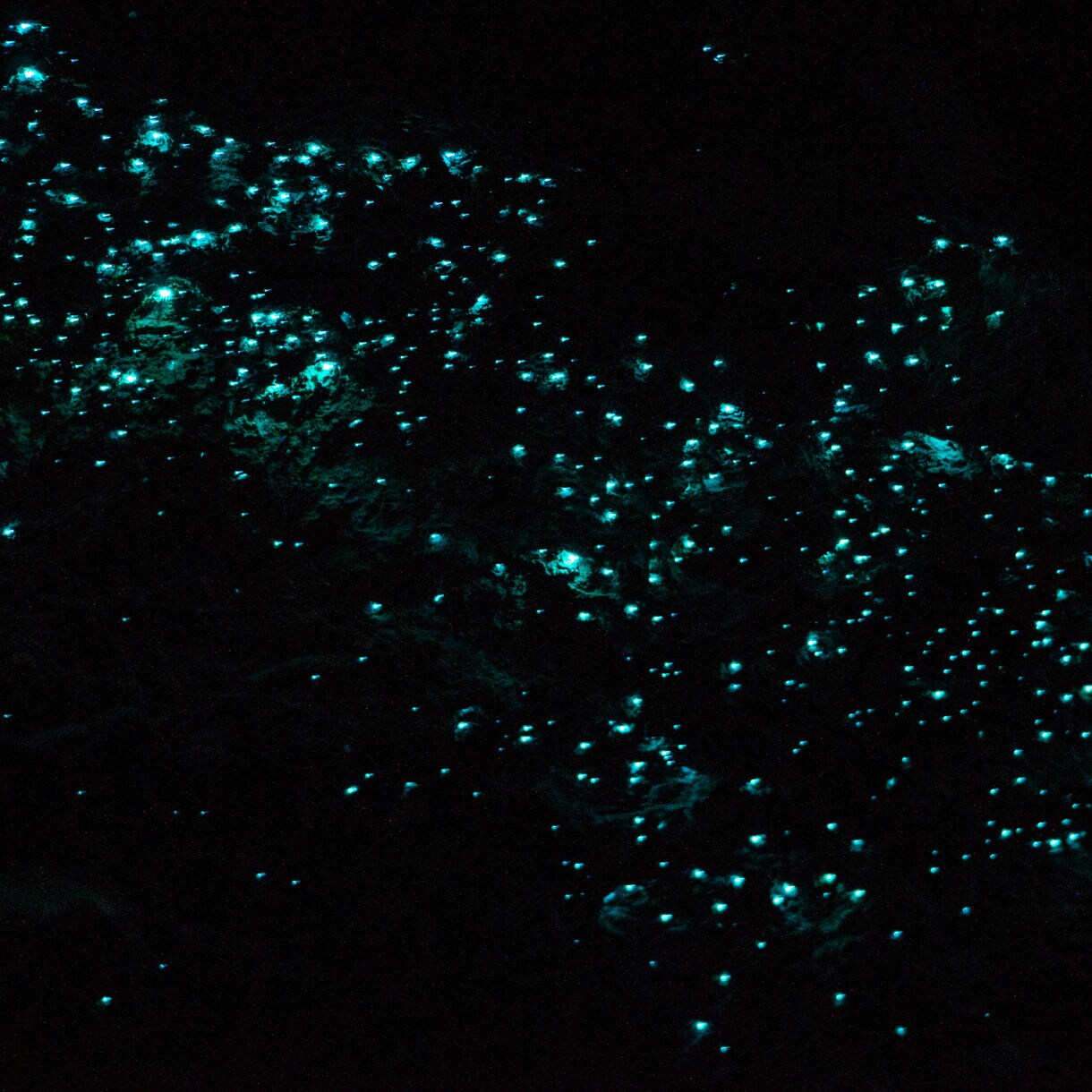 Dark cave ceiling dotted with countless glowing blue-green lights from bioluminescent glow worms.