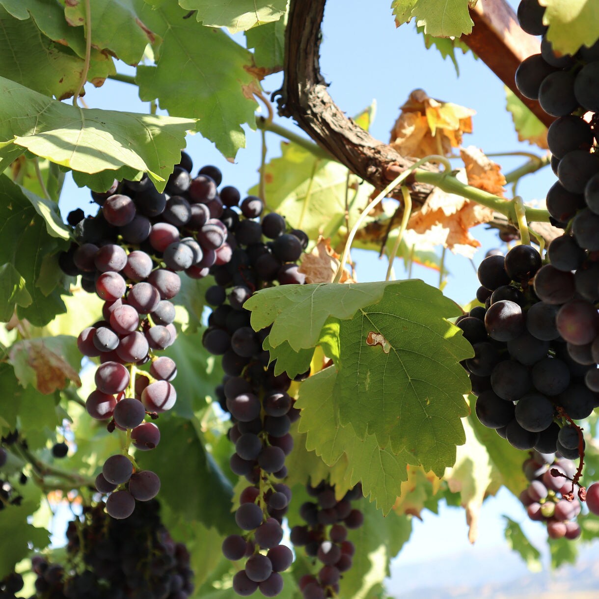 Close-up of dark purple grape clusters hanging from a leafy vine in bright sunlight.
