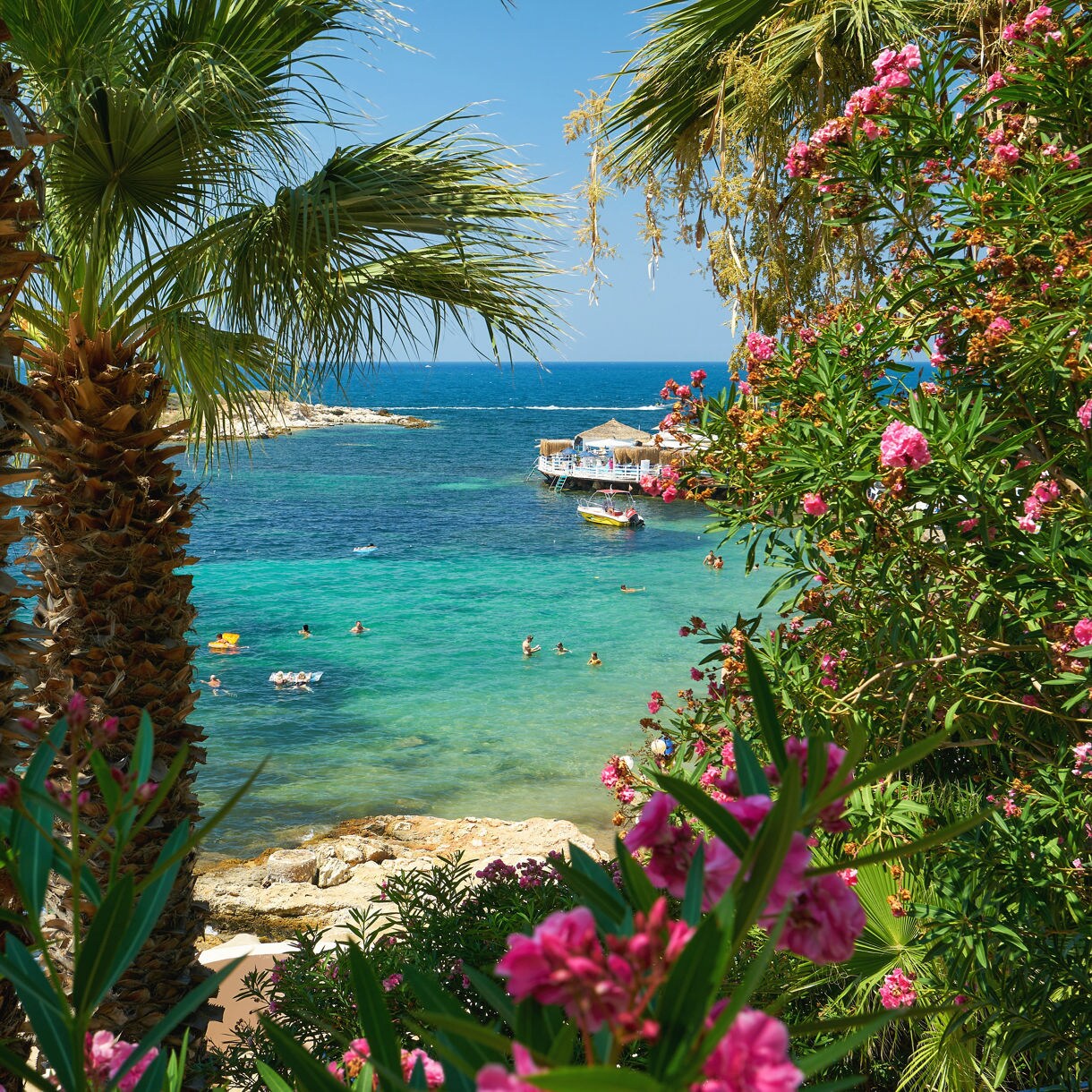 View of a small turquoise cove with swimmers in the water, framed by palm trees and pink flowering bushes, with a boat docked near rocky shore.