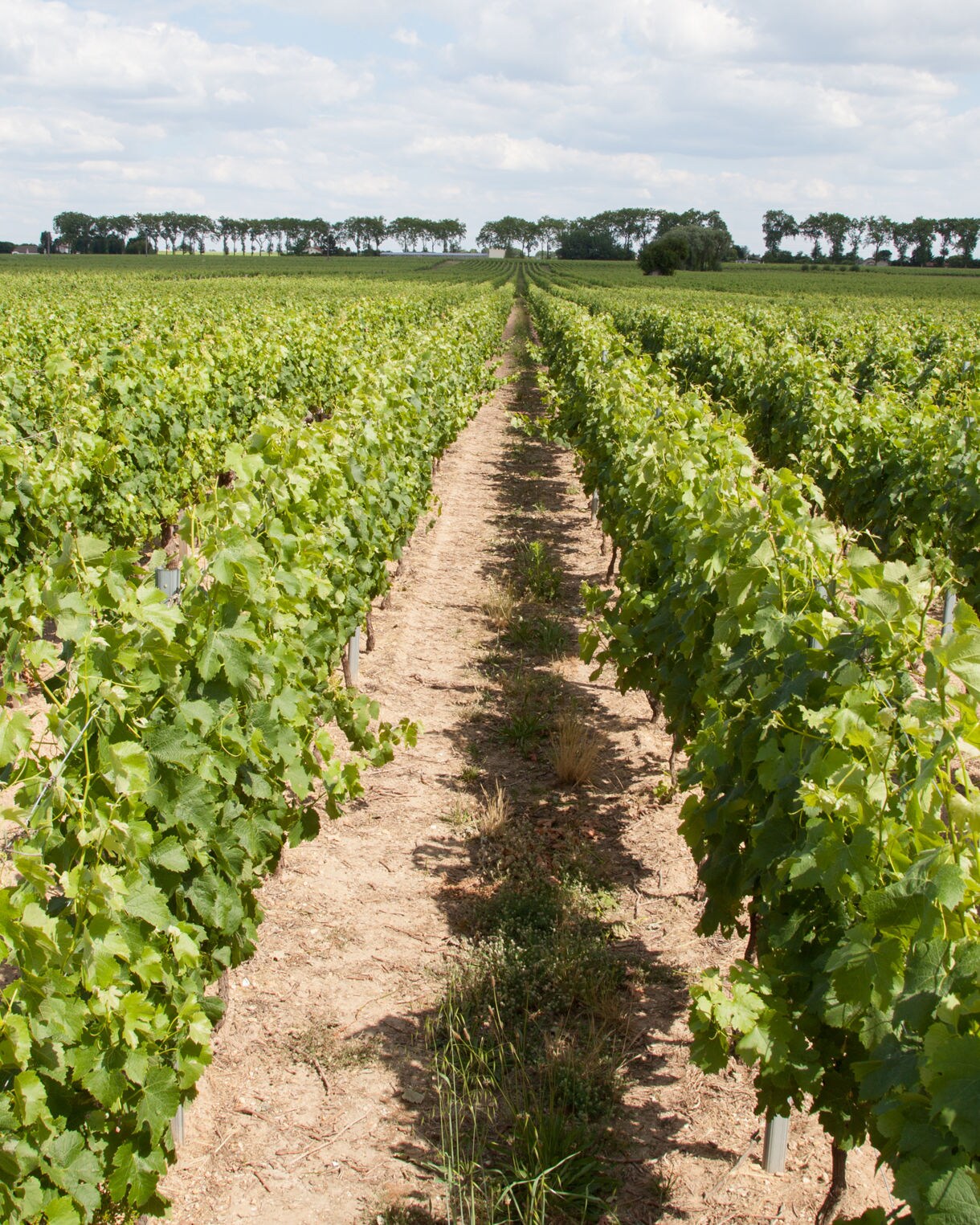 Neatly aligned rows of grapevines in a bright, open vineyard in Bordeaux, with green leaves and a clear sky overhead.