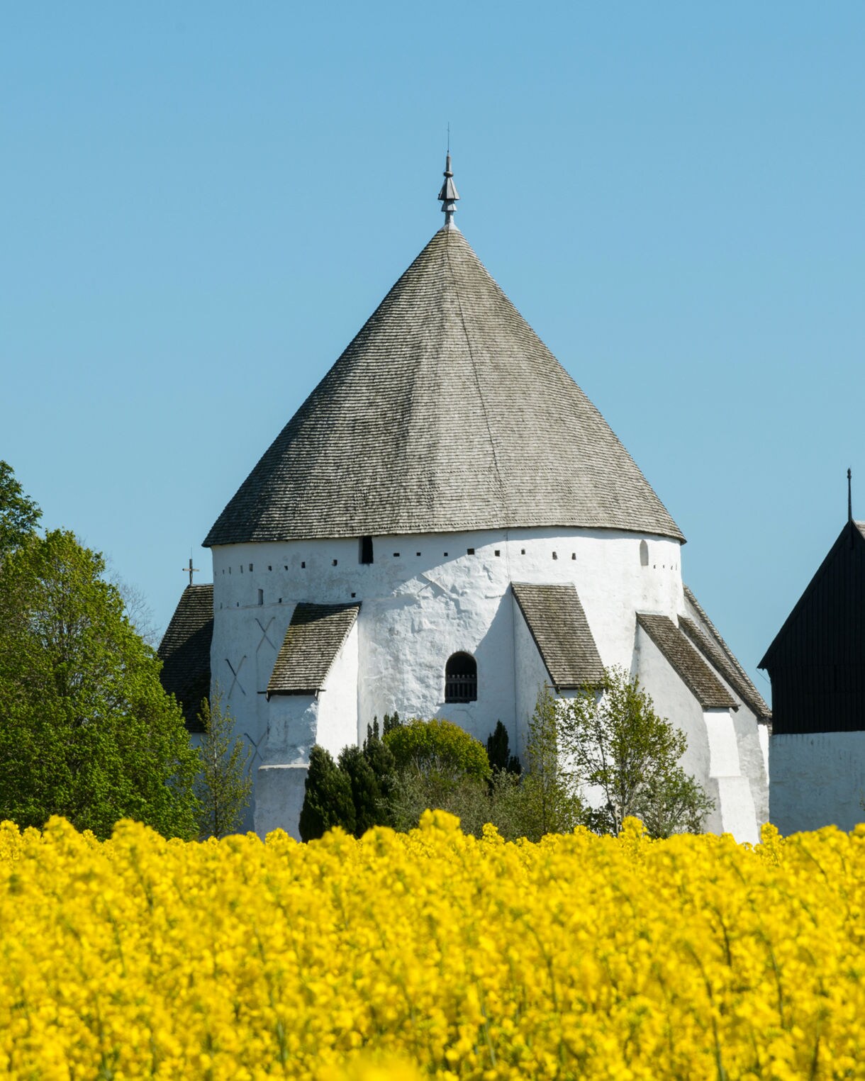 A historic round church on Bornholm with whitewashed walls and a conical roof, surrounded by bright yellow rapeseed fields and lush green trees under a clear blue sky.