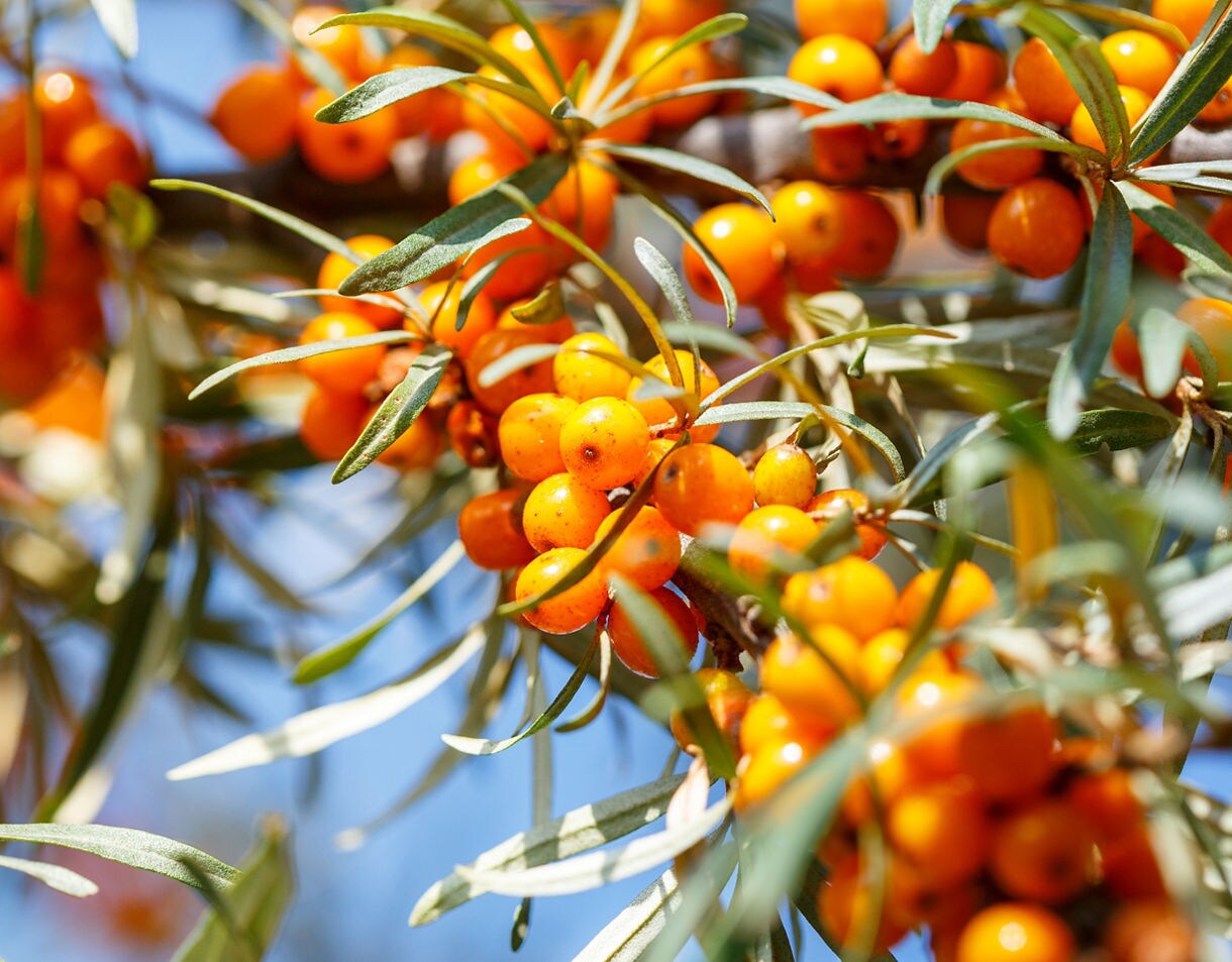 Close-up of vivid orange sea buckthorn berries clustered on branches with slender green leaves against a soft blue sky.