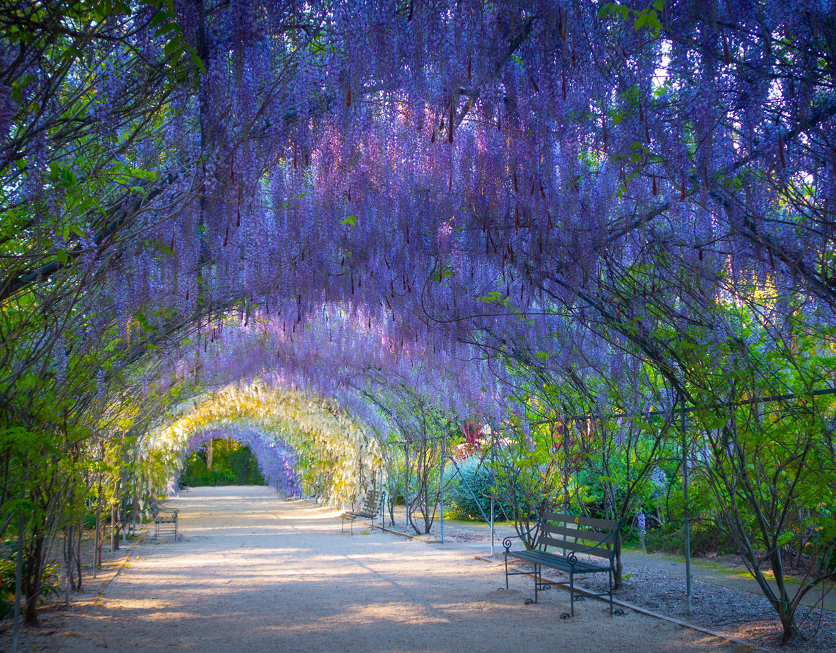 Arched walkway in Adelaide Botanic Gardens covered with blooming purple and white wisteria, creating a vibrant floral tunnel.