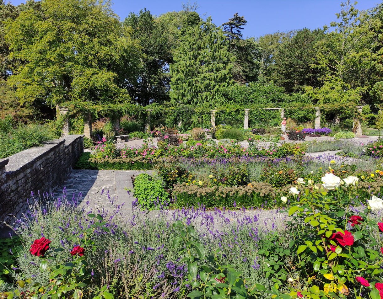 Flower beds with roses and lavender in Visby’s botanical garden framed by stone walls and greenery.