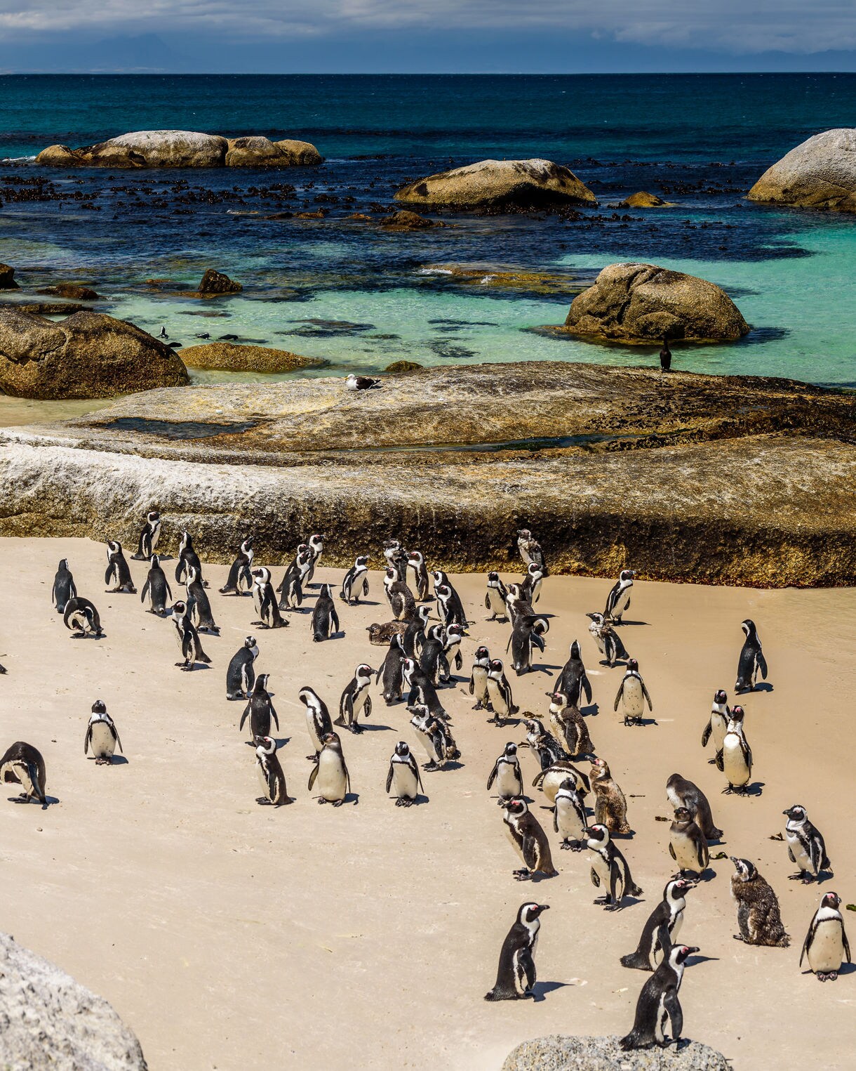 Dozens of penguins walking and resting on a sandy beach with large rocks and clear blue water.