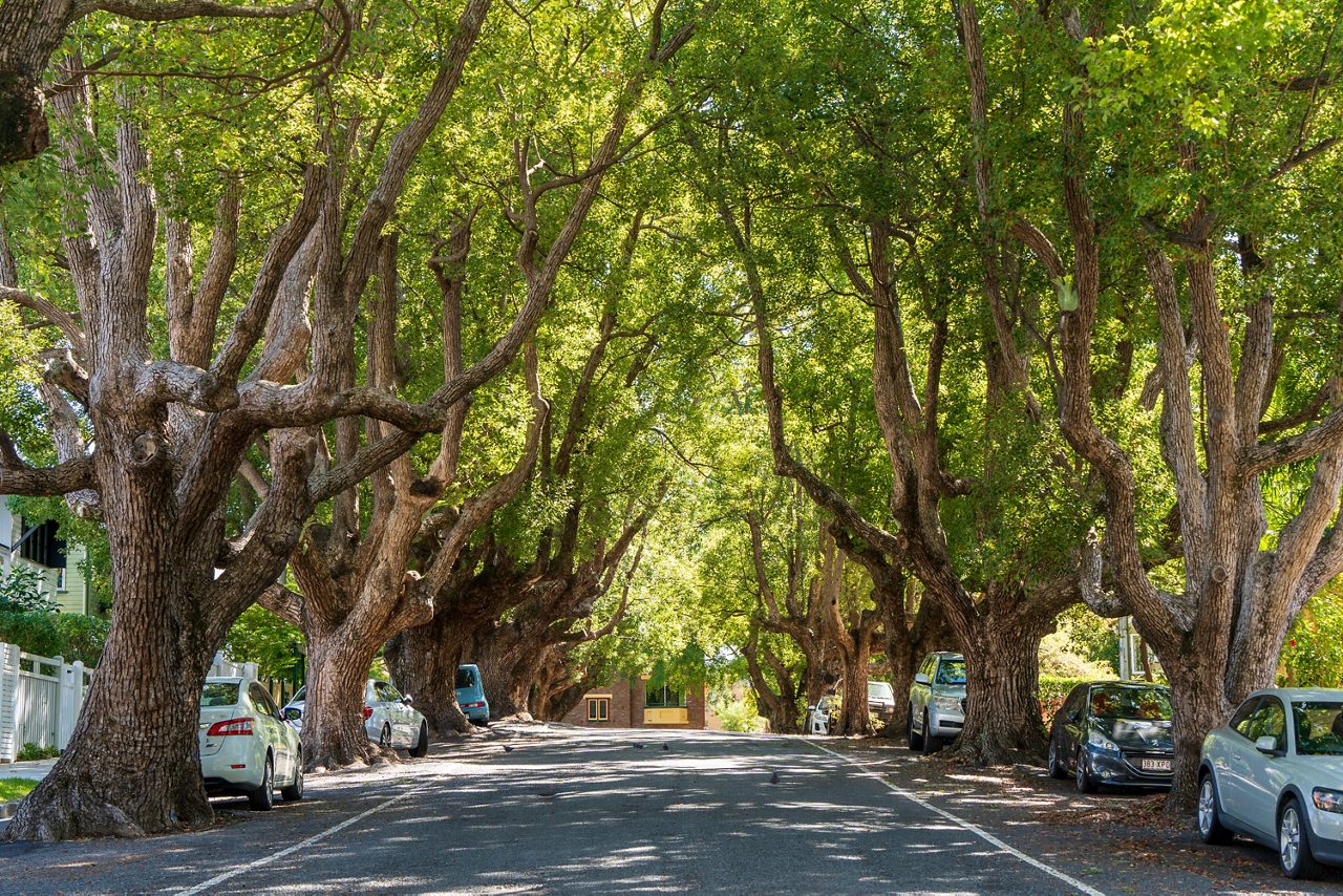 A residential street in Brisbane lined on both sides by ancient towering trees with massive twisting trunks and dense green canopies forming a natural archway over the road and parked cars.