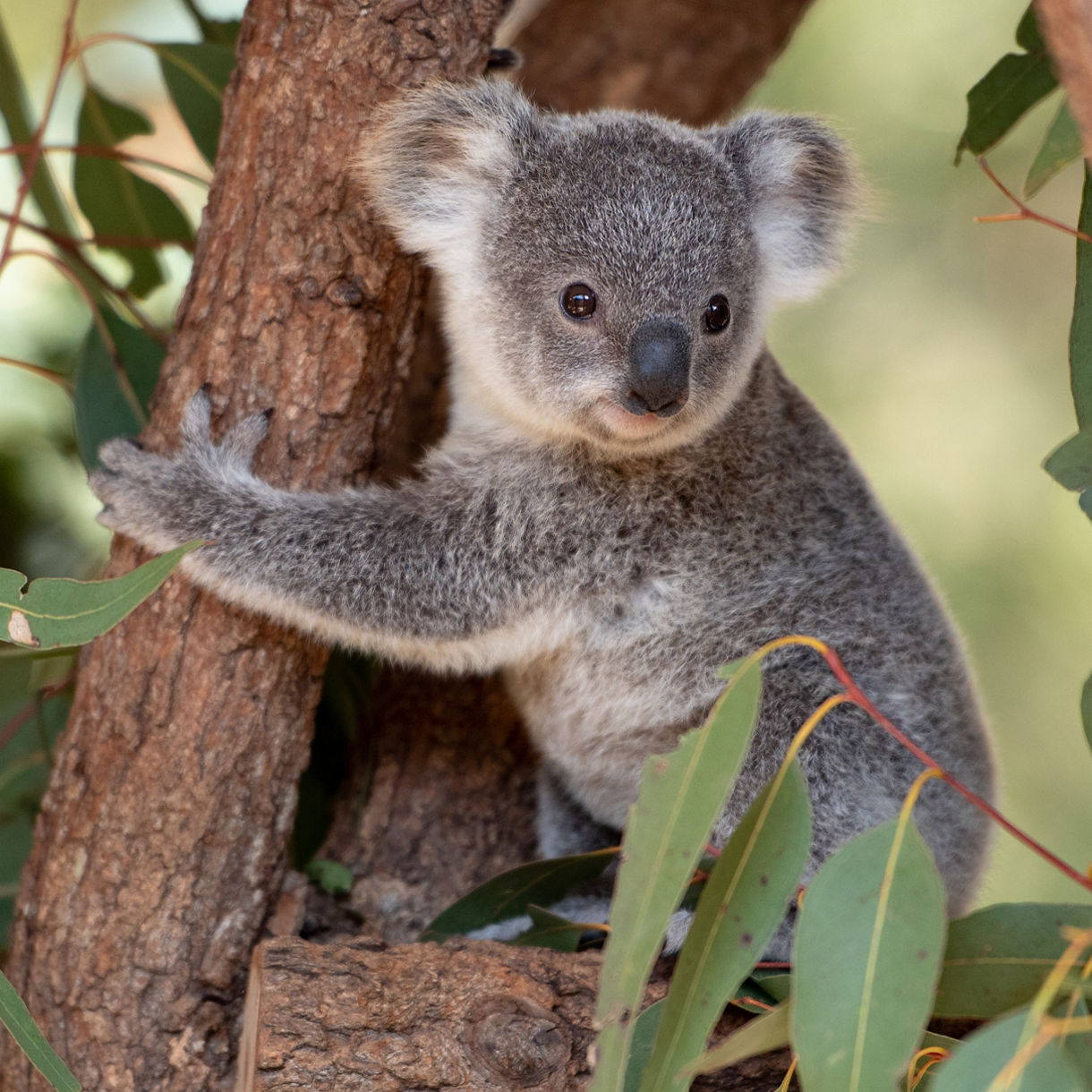 A young koala with large fluffy ears and a dark nose clinging to the trunk of a eucalyptus tree surrounded by green leaves.