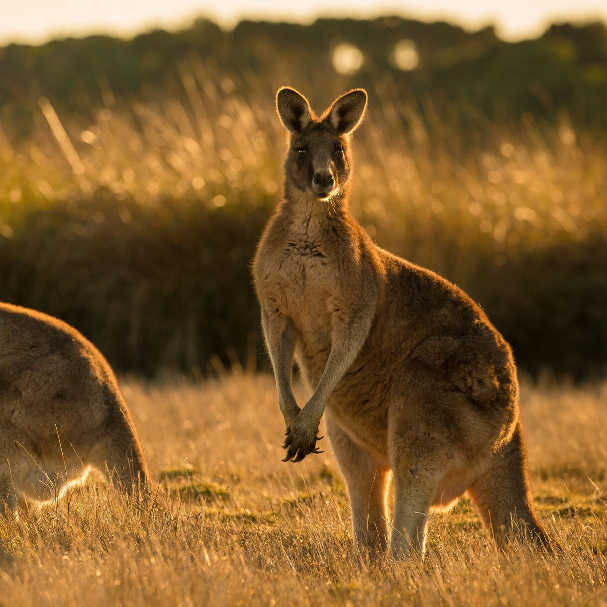 Two Eastern Grey Kangaroos standing in a field of tall dry grass at sunset, with golden light backlighting the animals and the background foliage.