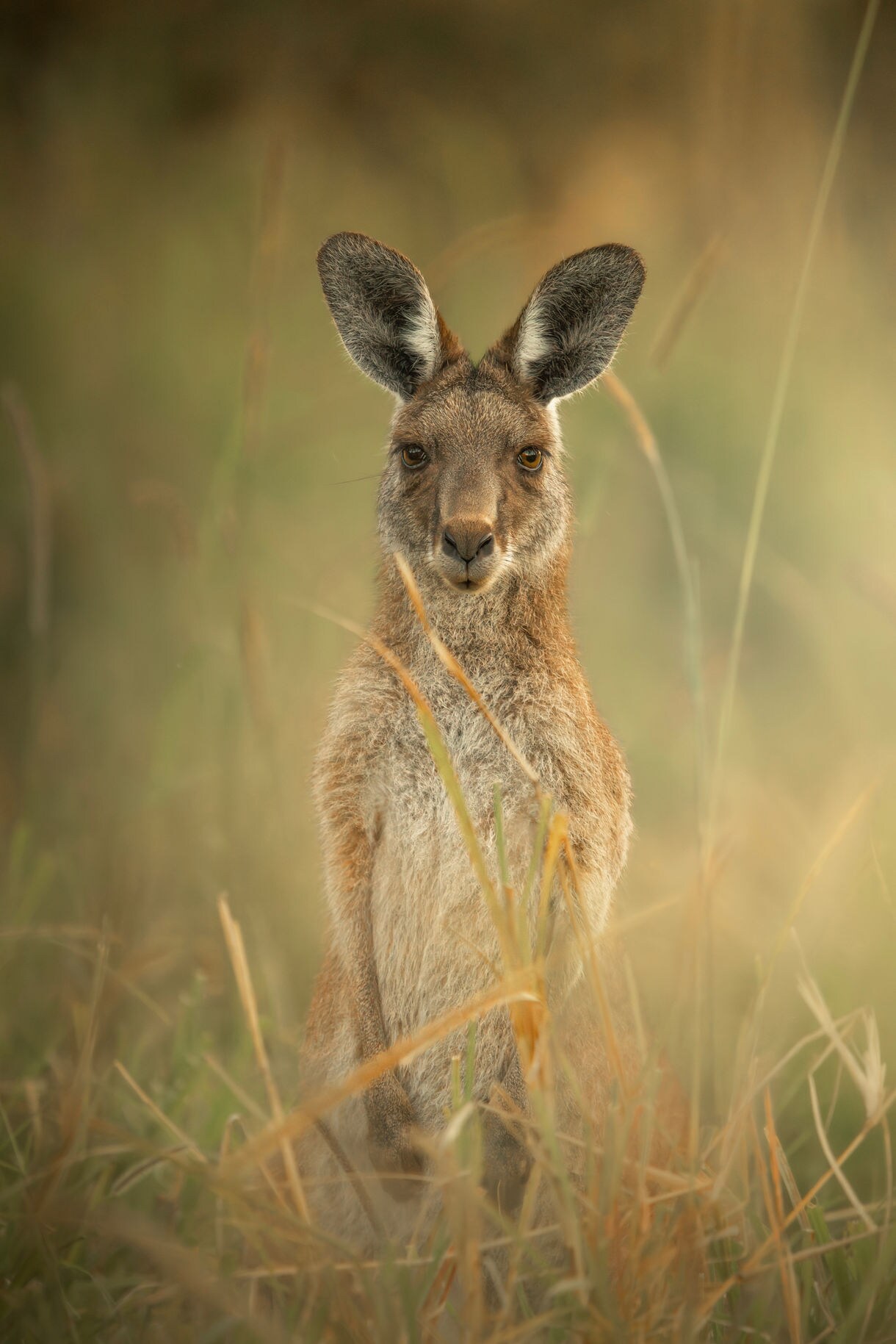 A close-up, portrait-oriented photograph of a kangaroo standing upright on its hind legs in tall golden-brown grasses, looking directly forward with a soft, natural background.