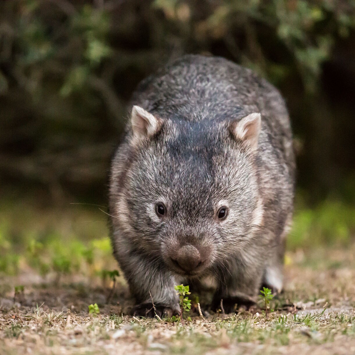 A small, stocky wombat with a gray-brown coat and light-tipped ears looking directly at the camera while walking across dirt and small green plants with a dark blurred green background.