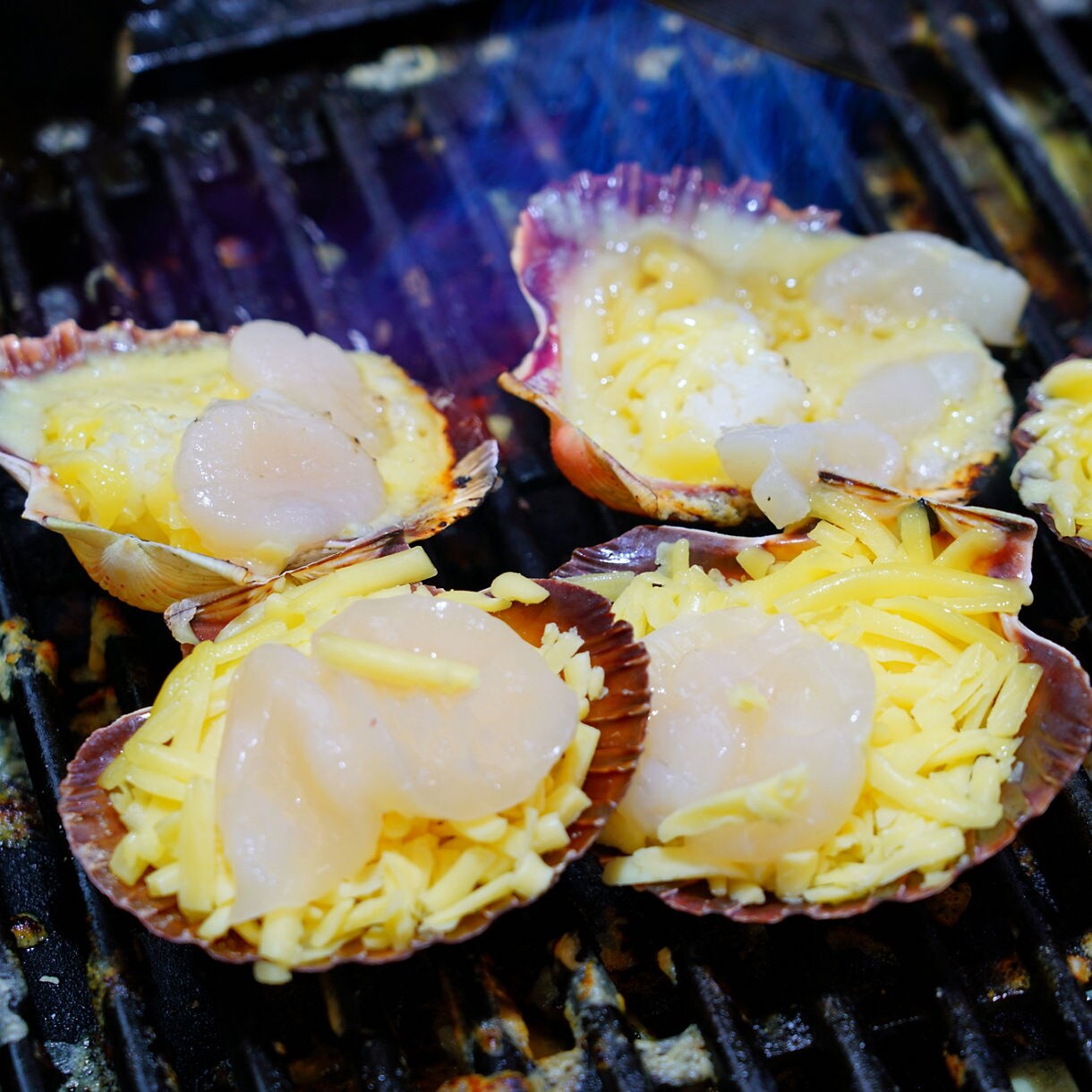 Scallops in their shells topped with shredded cheese sizzling on a grill, with melted cheese bubbling around the edges.