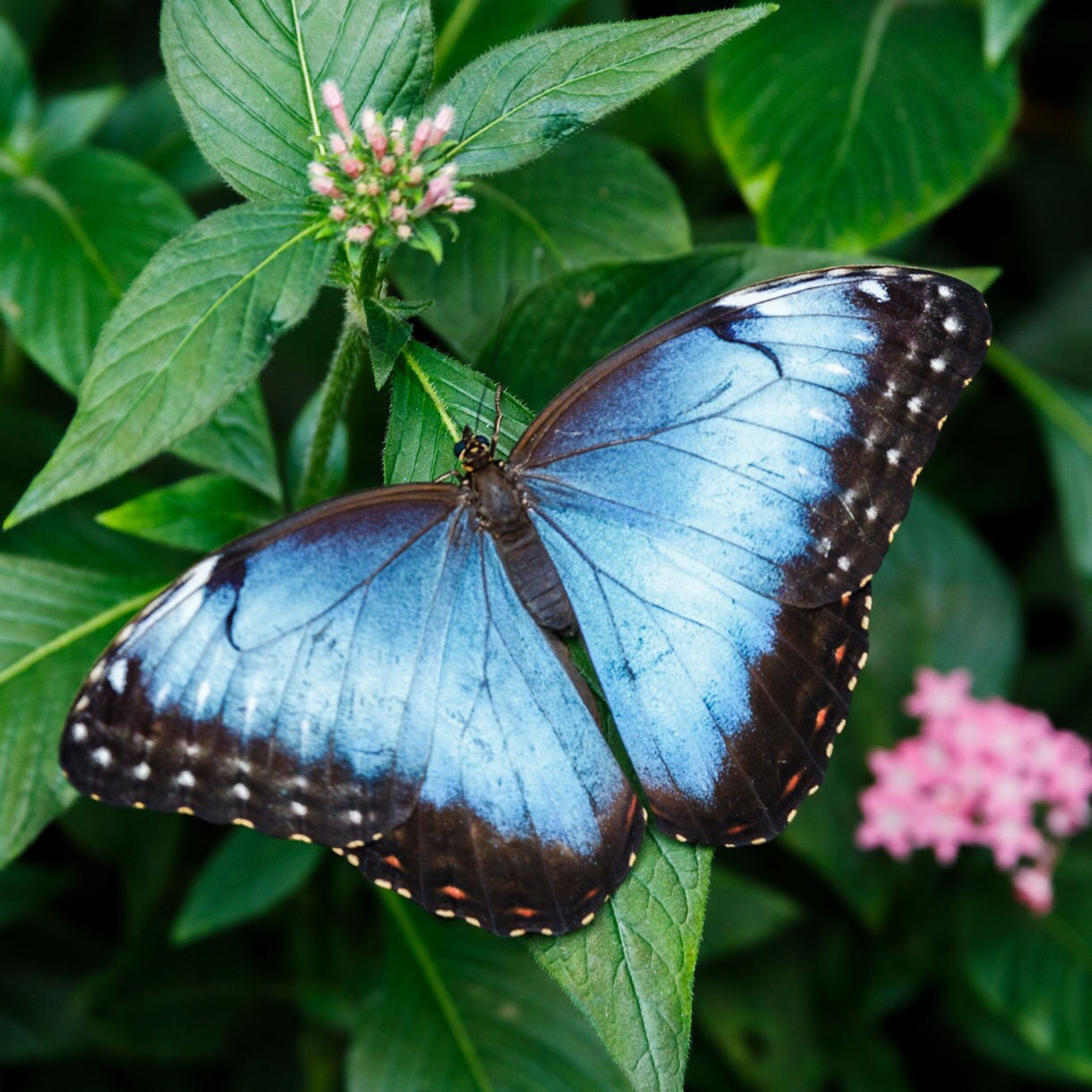 Blue morpho butterfly with iridescent wings resting on leafy greenery near small pink blossoms.