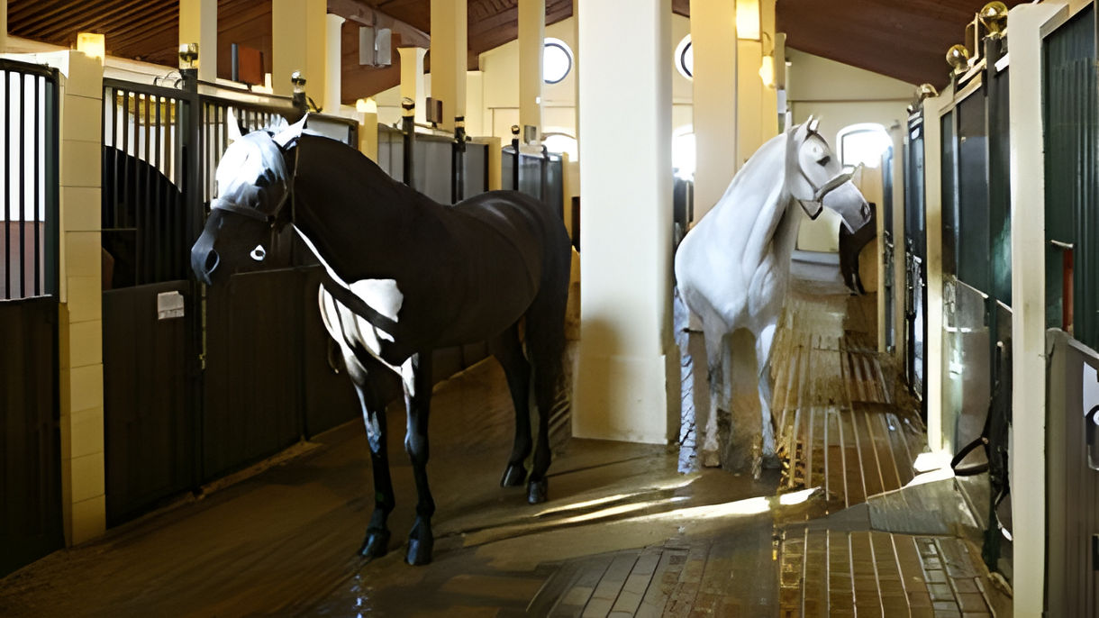 Andalusian Horse School & Sherry Tasting