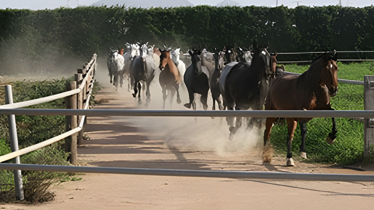 Local Connections: A Spanish Horse Ranch with the Conesa Family