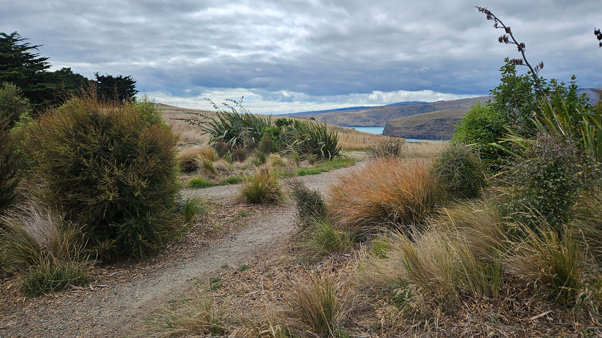 Godley Head Guided Hike