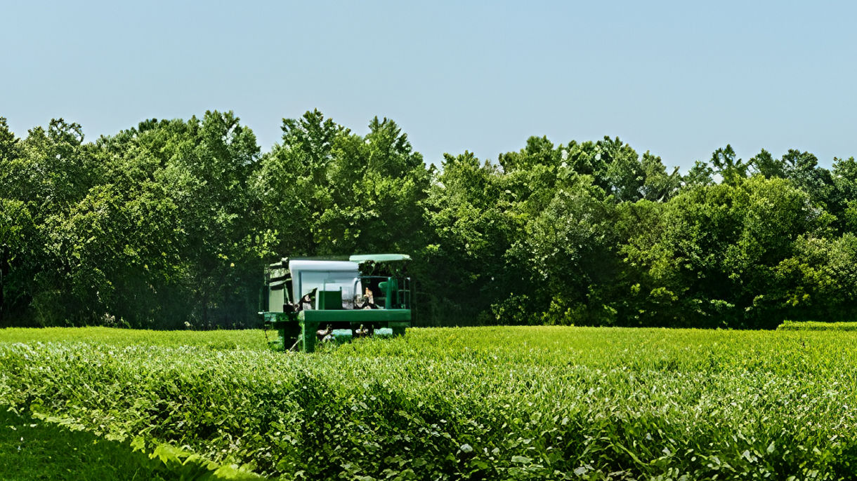 Charleston Tea Plantation