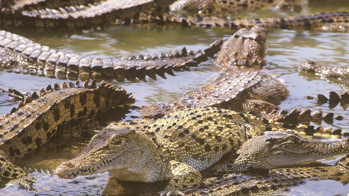 Hartley's Crocodile Adventure