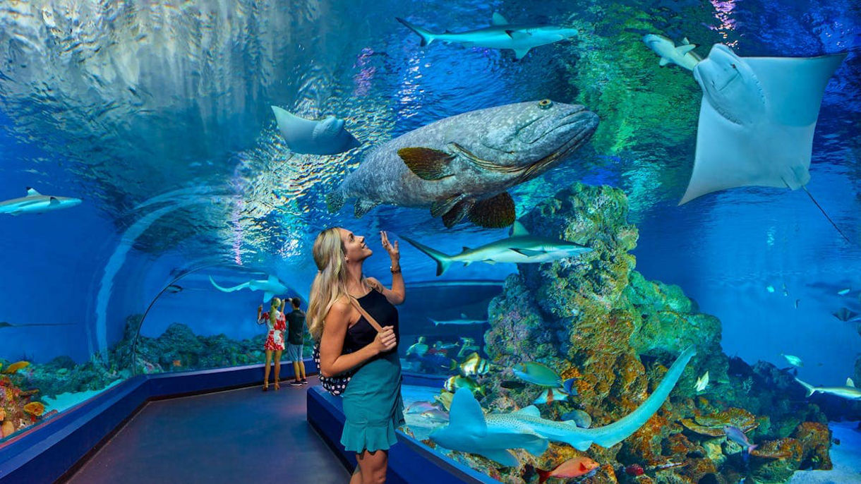Reef & Rainforest Awakens