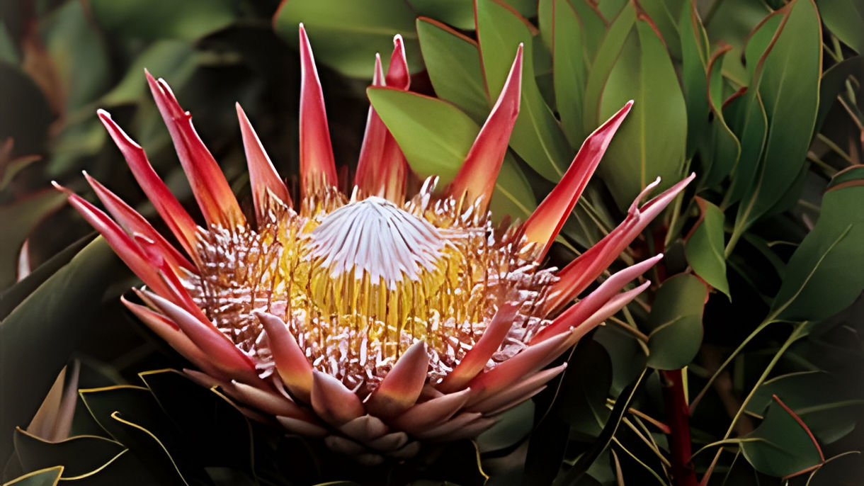 The Best of Cape Town