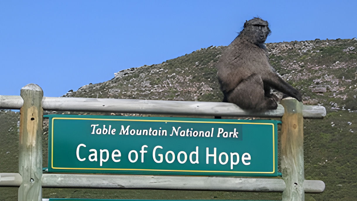 The Best of Cape Town