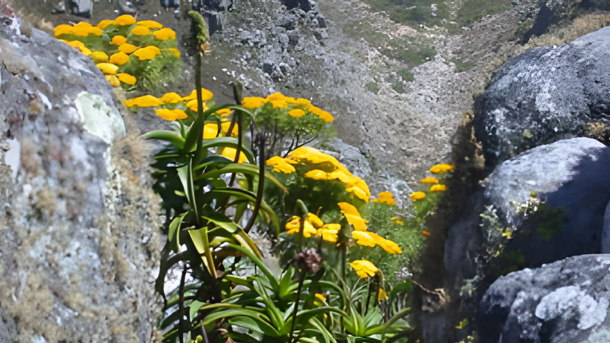 Table Mountain Views